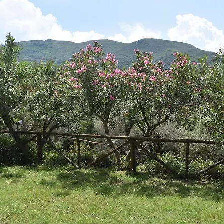 Chalet Tra Gli Ulivi: • Giardino • Wifi • A/c • Bbq Chalet Capri Leone